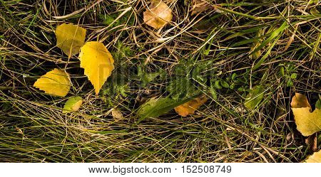 Grass, green grass and yellow leaves, dry grass, colors of autumn, grunge grass background, grunge nature, hello autumn mood, autumn background, yellow grass