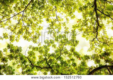 Blur green leaves on abstract bokeh natrue background