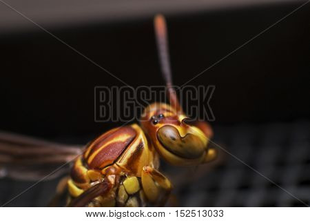 Close up of Wasp Eye with Shell Texture