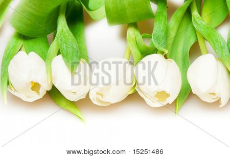흰색 아름 다운 화이트 튤립