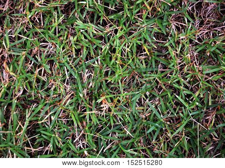 green grass in the garden ground texture
