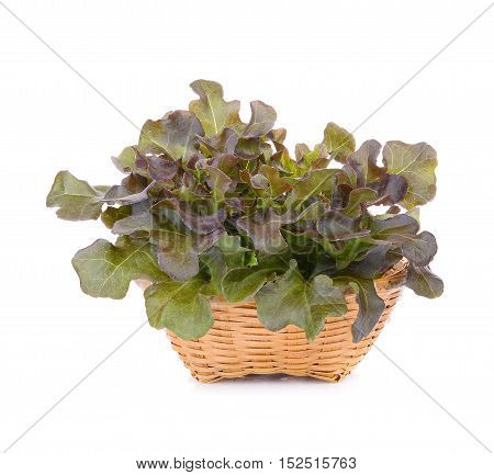 red oak lettuce in wood basket isolated on white