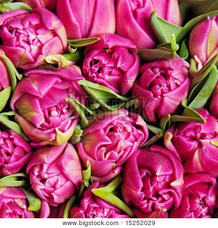krásné růžové dvojí tulipány, pozadí,