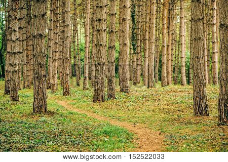 Narrow footpath through pine tree forest in autumn october afternoon tall vertical woods as beautiful nature scenery background