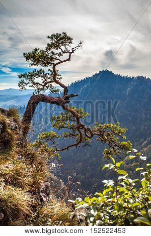 Sokolica - view of the more than 500 year old pine dwarf symbol of Pieniny Mountains Poland.