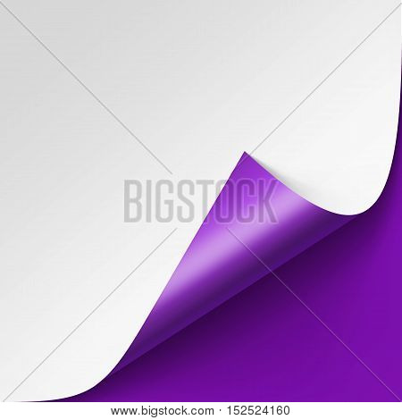 Vector Curled corner of White paper with shadow Mock up Close up Isolated on Violet Purple Lilac Background