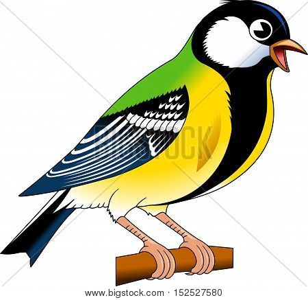 Tomtit bird. Titmouse. Vector illustration of tomtit isolated on white background