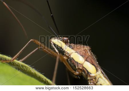 Insect Close up with Green Leaf Isolated