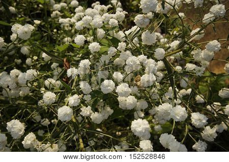 photo of a blooming white Achillea Ptarmica
