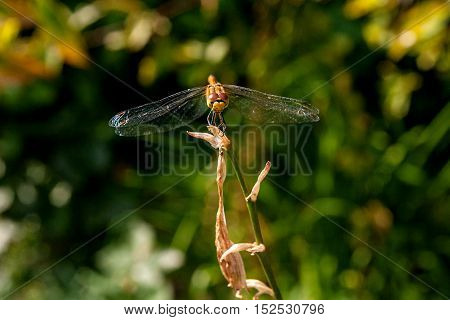 Dragonfly On A Background Of Green Grass Sitting On A Branch
