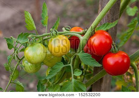 Greeny Cherry Tomatoes - A Bunch Unripe Cherry Tomatoes In A Greenhouse.