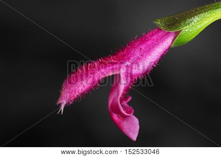 A flower of Buchanans sage (Salvia buchananii)