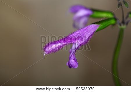 A flower of Buchanans sage (Salvia buchananii)