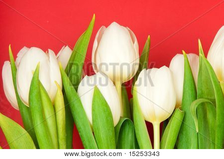아름 다운 흰 튤립 레드