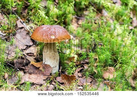 Forest edible mushroom with brown cap in the green grass