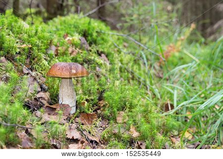 Forest edible mushroom with brown cap in the green grass