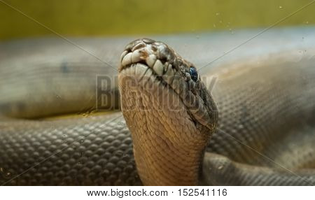 A large python in the terrarium. Close-up.