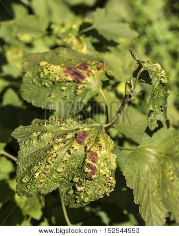 Unhealty looking leaf of a ribes plant.
