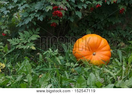 Orange pumkin in green garden with red berries