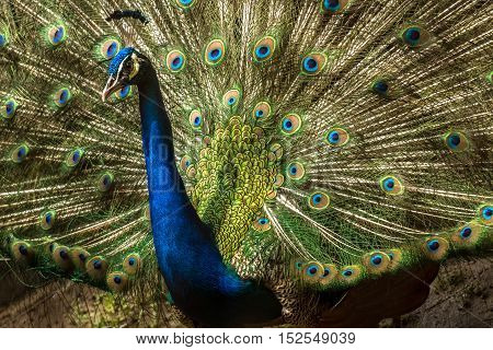 Beautiful Indian Peacock bird with open feathers plumage