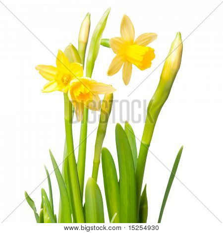uitgeleend lelie (Narcis) geïsoleerd op wit