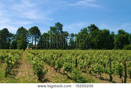 plantacji winorośli