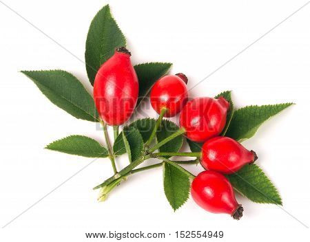 branch rosehip with leaves isolated on white background.