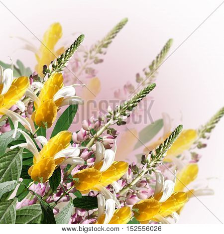 Beautiful floral background with pink lupine and pachystachys
