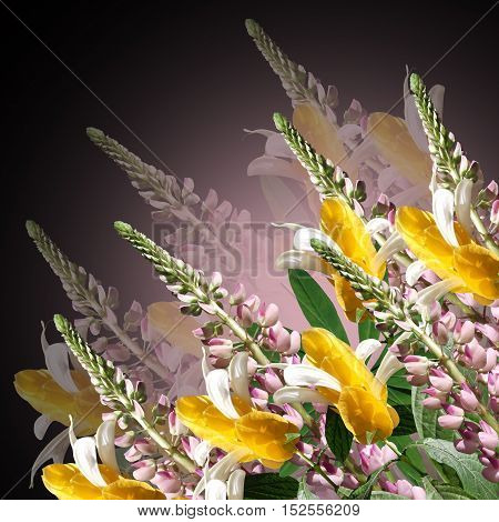 Beautiful floral background with pink lupine and pachystachys