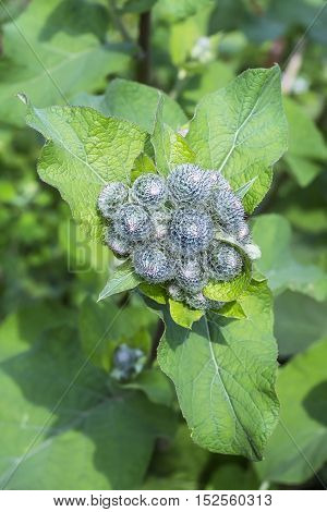 The arachnoid burdock (Arctium tomentosum).Wild plants of Siberia