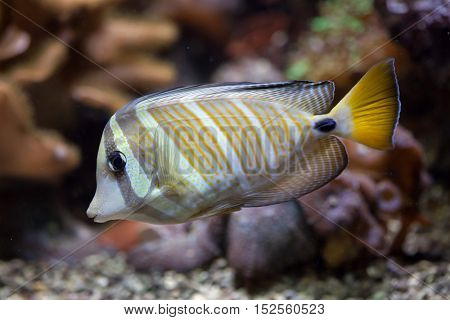 Sailfin tang (Zebrasoma veliferum). Wildlife animal. 