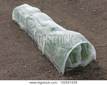 A Crop of Carrot Plants Covered by Horticultural Fleece.