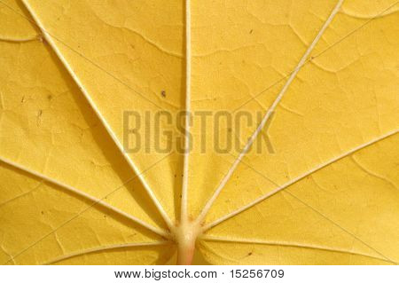 hoja de arce