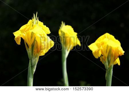 Close up of Yellow Canna flower in black background