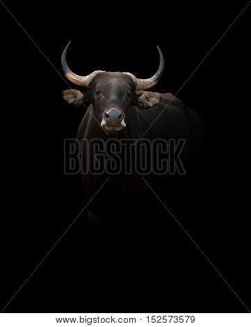 Banteng In The Dark