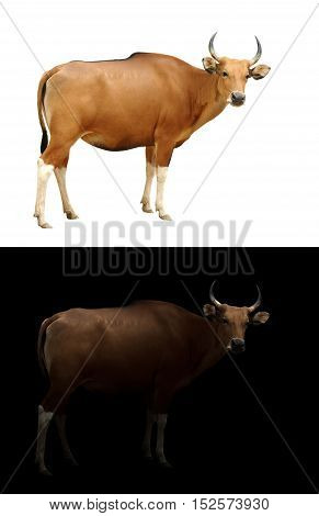 Banteng In The Dark And White Background