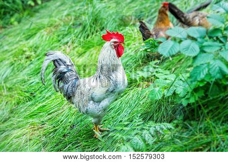 Rooster on a farm on a green grass closeup view