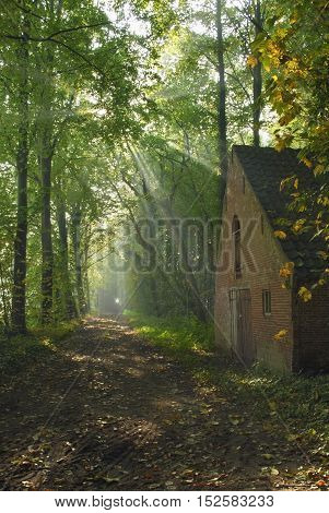 Old house beside a forest path illuminated by the sun