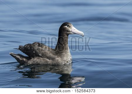young short-tailed albatross sitting on the ocean water summer day