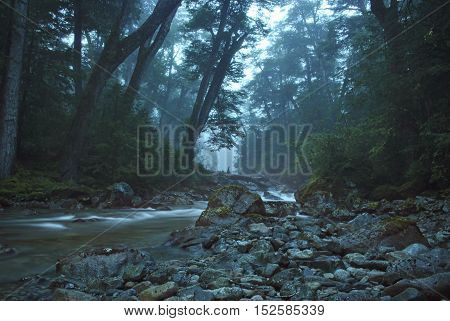 Magical scenery stream crossing the dense forest