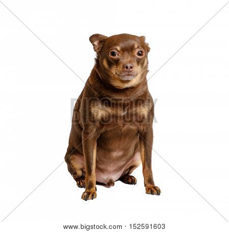 Overweight russian toy dog sitting isolated on white