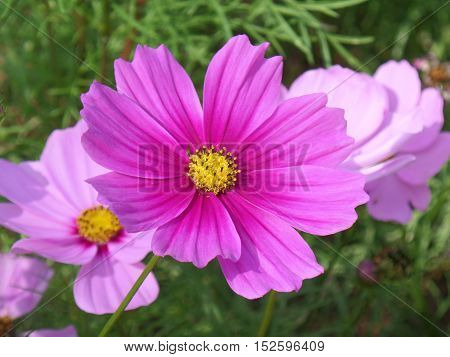 Close-up of blooming vivid pink Mexican Aster flowers in the sunlight