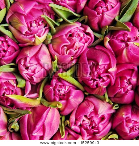 krásné růžové dvojí tulipány, pozadí,