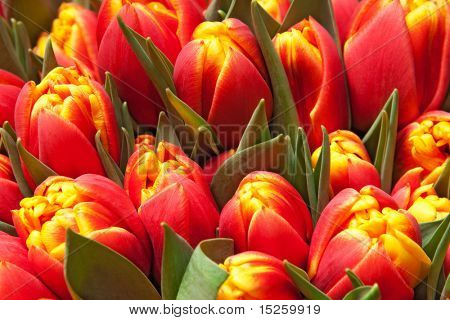 krásné červené tulipány, velké kytice