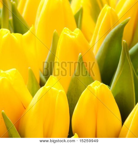 krásné žluté tulipány, velké kytice