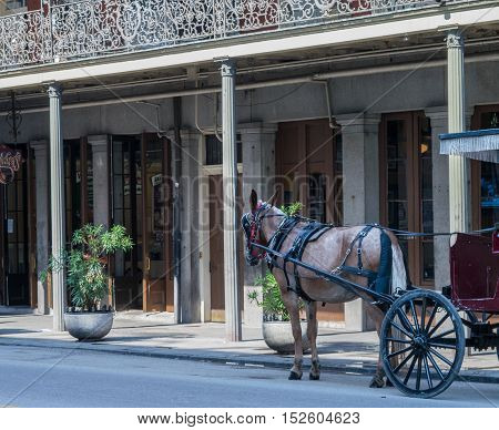 Horse drawn carriage takes a pause near businesses in New Orleans French Quarter - Louisiana
