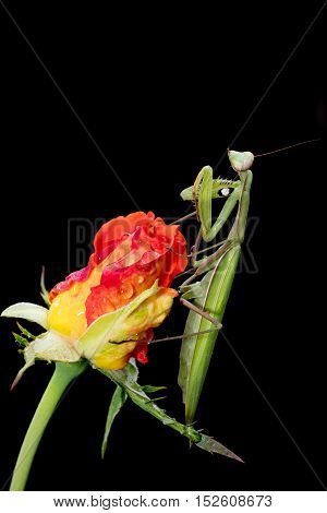 Green Praying Mantis Mantis religiosa sitting on a rosebud isolated on black. Outside of Europe this species is also called European Mantis.