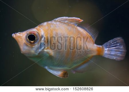 Boarfish (Capros aper). Marine fish.