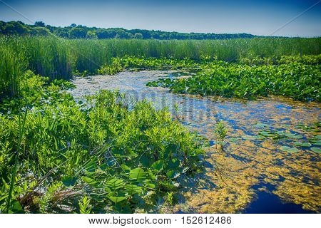 Marsh area in Point Pelee National Park, Ontario, Canada