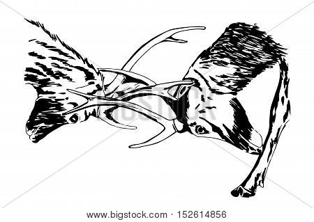 Hand drawn sketch of deers fighting, using black ink pen, isolated on white background.